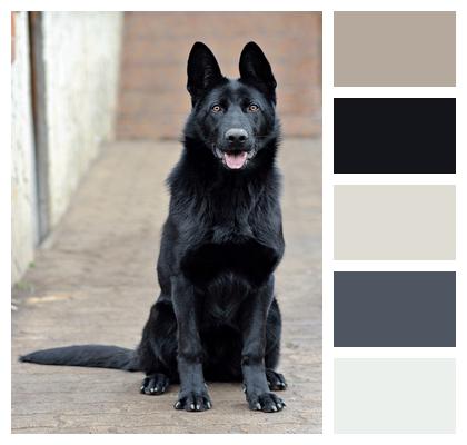 Black German Shepherd Portrait Dog Image